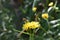 Wild flowers on a sunny day