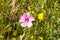 Wild flowers in the trail in Santiago do Cacem