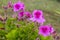 Wild flowers in the trail in Santiago do Cacem