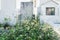 Wild flowers on typical Mexican tombstones in a graveyard in Valladolid, Yucatan, Mexico