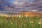 Wild flowers and verbs   on  meadow field green  grass  blue cloudy sunset  sky  evening hature landscape.