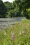 Wild flowers on waters edge.