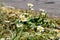 Wild flowers with white petals and yellow disc florets of the scented mayweed on blurred field road background. Delicate meadow