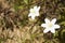Wild flowers - wood anemone, windflower - Anemone nemorosa