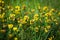 Wild flowers yellow Toadflax (Linaria vulgaris)