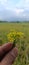 Wild flowers among the yellowing rice