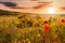 wild flowery meadow at sunset