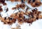 Wild fluffy flowers and stems of dry dead grass under the sun form dynamic composition on a snow.