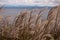 Wild fluffy grass with spikelets smoothly swinging in wind, summer and autumn plants with cloudy sky. Yellow grass with golden