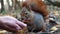 Wild fluffy squirrel taking sunflower seeds from female arm and gnawing it. Cute brown rodent eating food from hand of