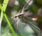 Wild fly chironomidae chironomus riparius