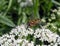 Wild fly on white flowers, Lithuania