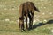 Wild foal