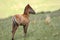 Wild Foal