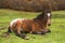 Wild foal