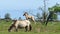 Wild foal playing in a field with konik horses