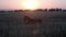 Wild foal is resting on field at sunset, little horse