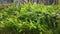 Wild foliage bushes at the palm plantation.