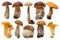 Wild Foraged Mushroom selection isolated. Boletus