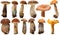 Wild Foraged Mushroom selection isolated. Boletus