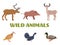 Wild forest animals with boar, deer, moose, duck, grouse and partridge.