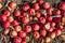 Wild Forest Apples