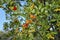 Wild forest Arbutus fruits plant tree on mountain ecosystem,healthy berries product