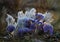 Wild forest beauties - pasqueflowers