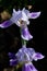 Wild forest bees fly over the iris flower and pollinate it