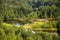 Wild forest and bending river