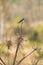 Wild Forest Bird Barn Swallow Sitting On Top Of Dry Pine Branch In Spring Season. Belarus, Belarusian Nature, Wildlife