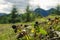 Wild forest blackberries grow on mountain meadows against the backdrop of mountain ranges