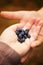 Wild forest blueberry in hands of man and women