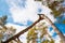 Wild Forest. Broken Pine Tree In Green Coniferous Forest