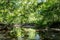 Wild forest with creek - high dynamic range