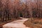 Wild Forest curvy rural road scene with tree along both side