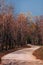 Wild Forest curvy rural road scene with tree along both side