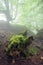 Wild forest with a dead trunk