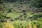 Wild forest elephants on Mt Kenya