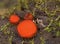 Wild forest eyelash mushrooms macro closeup photography