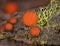 Wild forest eyelash mushrooms macro closeup photography