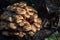 Wild forest and garden mushrooms known as honey mushrooms