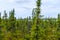 Wild forest in interior Alaska next to the pipeline