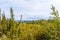 Wild forest in interior Alaska next to the pipeline