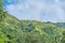 Wild forest on the island of Panay Philippines.