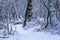 Wild forest landscape scenery in winter season, Dutch woods covered in white snow