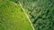 Wild forest lanscape, path and forest clearance aerial drone view, green trees from above, forest background