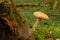 Wild forest mushroom in the moss next to a tree trunk