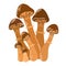 Wild forest mushrooms in autumn. Healthy organic food, vegetarian food, fresh mushrooms