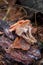 Wild forest mushrooms honey agarics in the forest